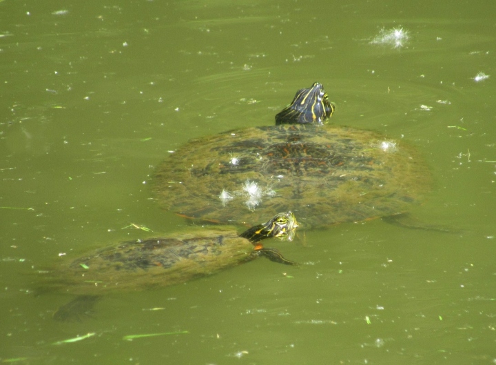 River Cooters
